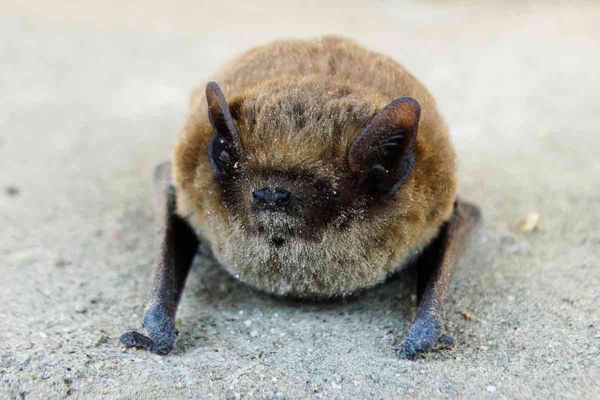 Pipistrelle